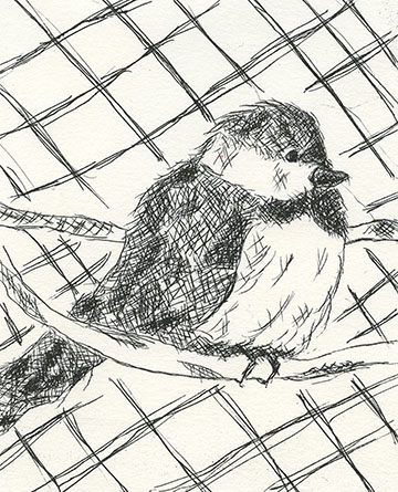 Chickadee