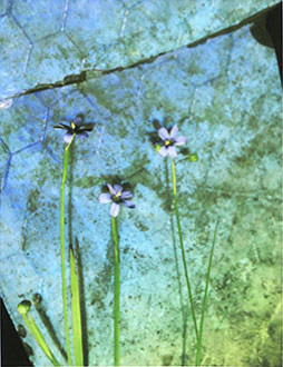 Blue-Eyed Grass Studied #1